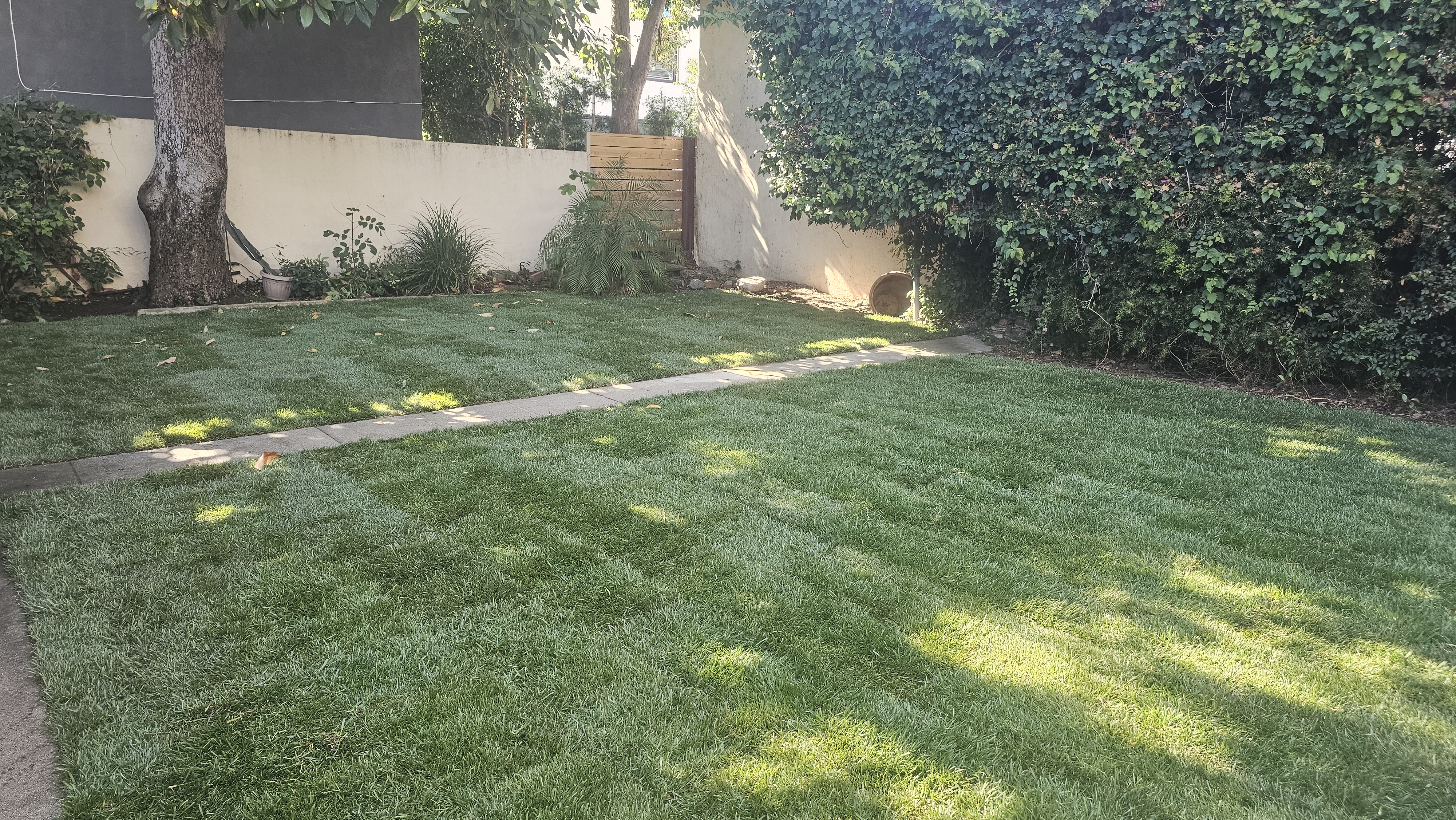 New grass - grass/grass04.jpg