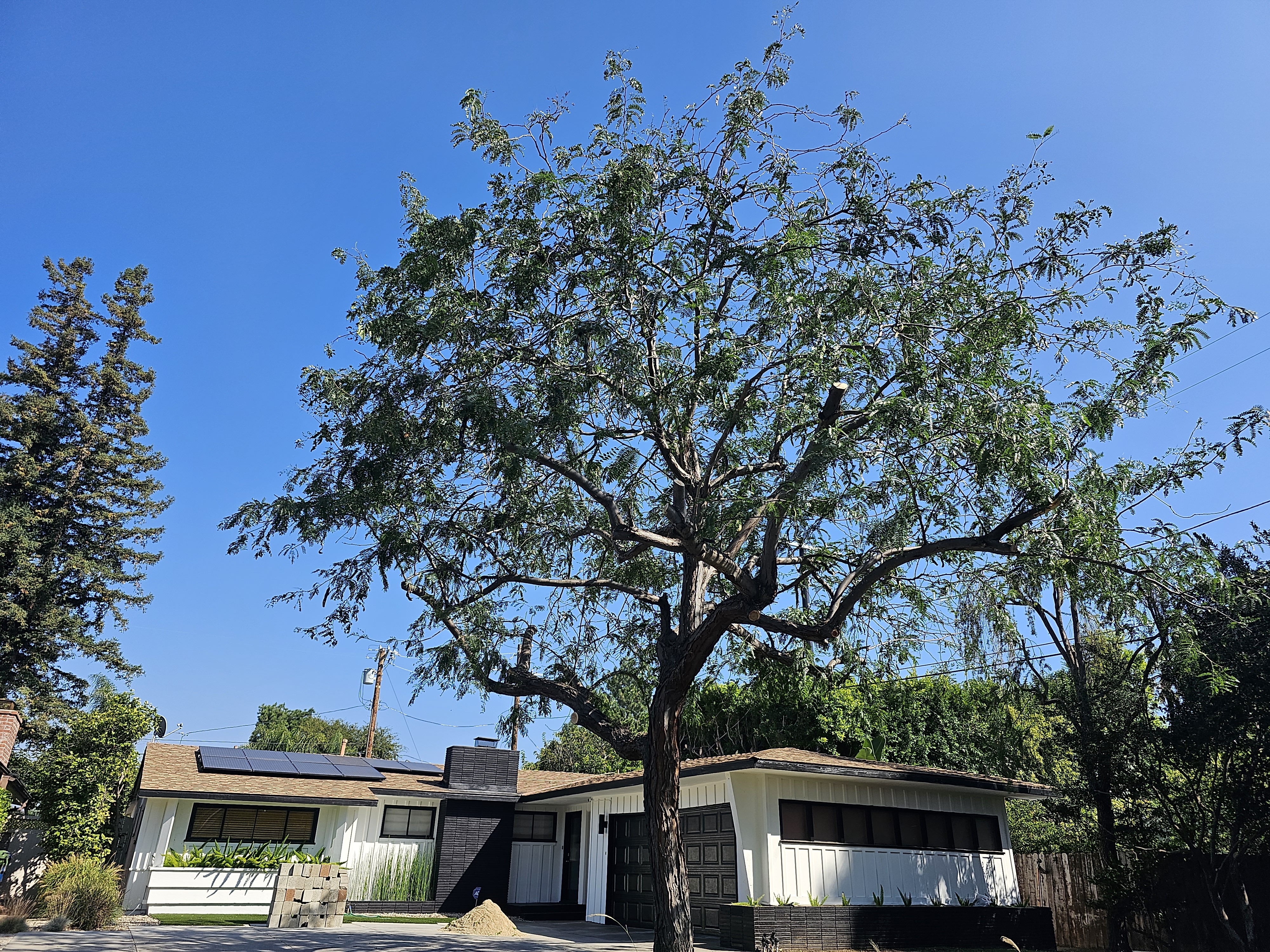 Tree Trimming - tree/tree08.jpg