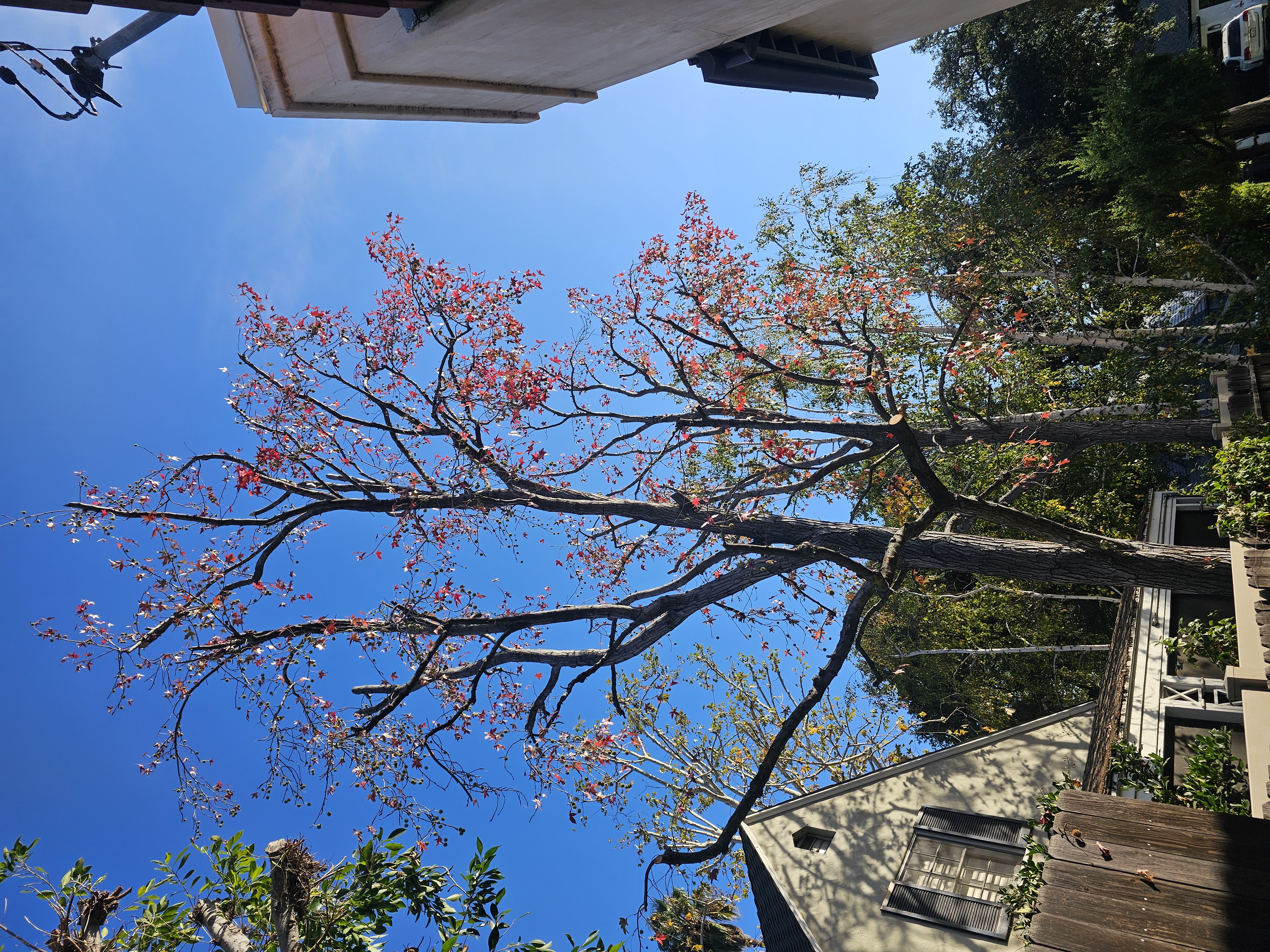 Tree Trimming - tree/tree11.jpg