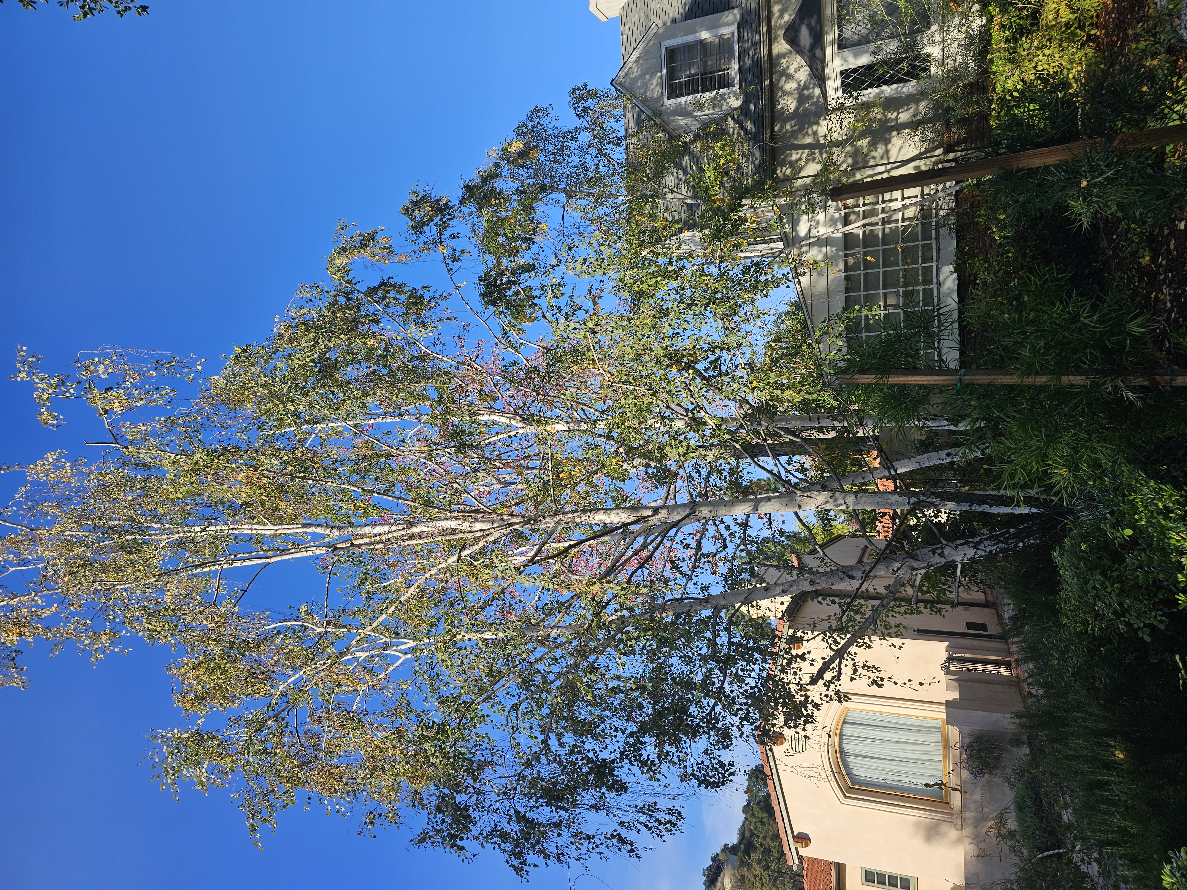 Tree Trimming - tree/tree12.jpg