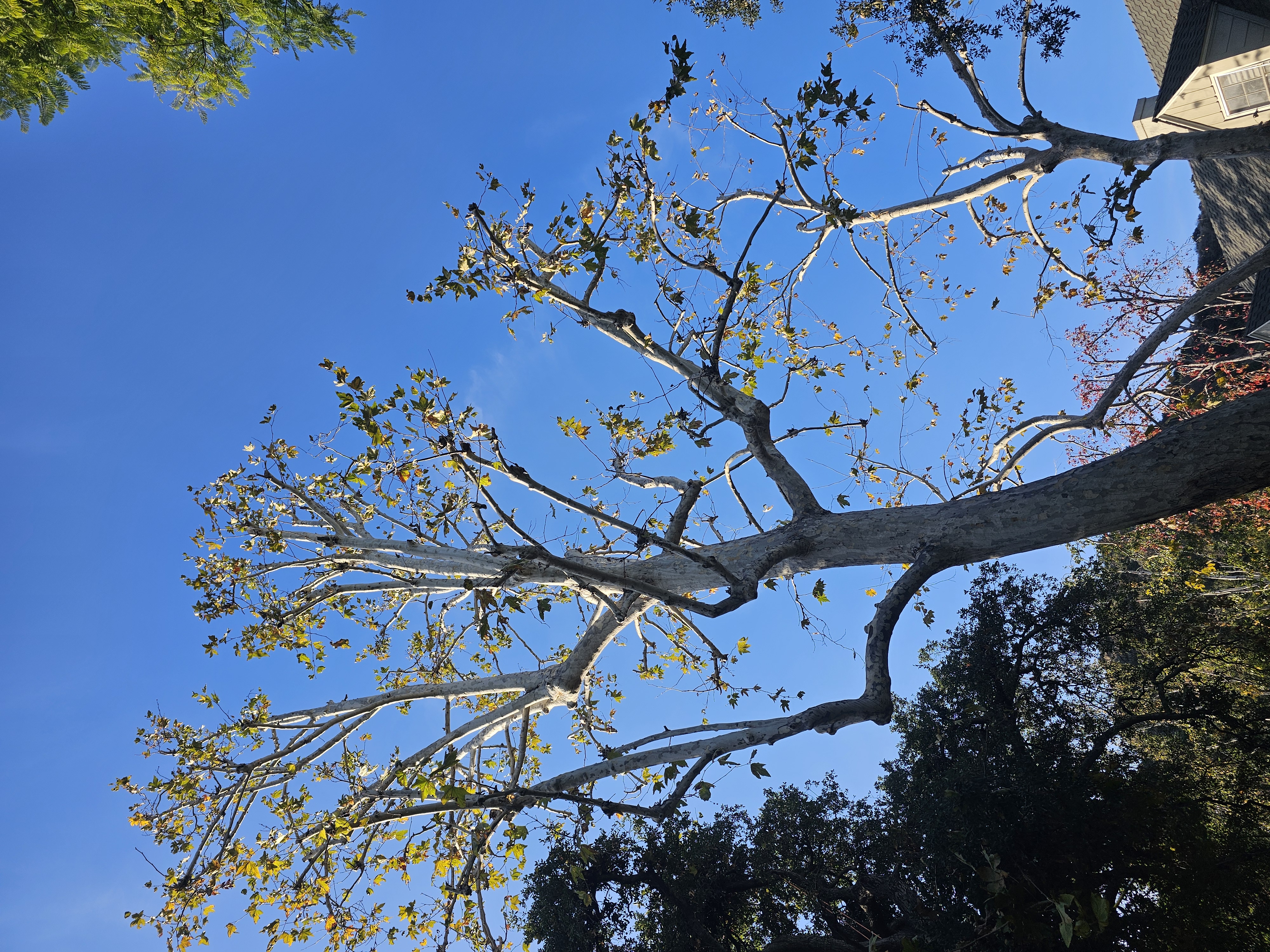 Tree Trimming - tree/tree13.jpg