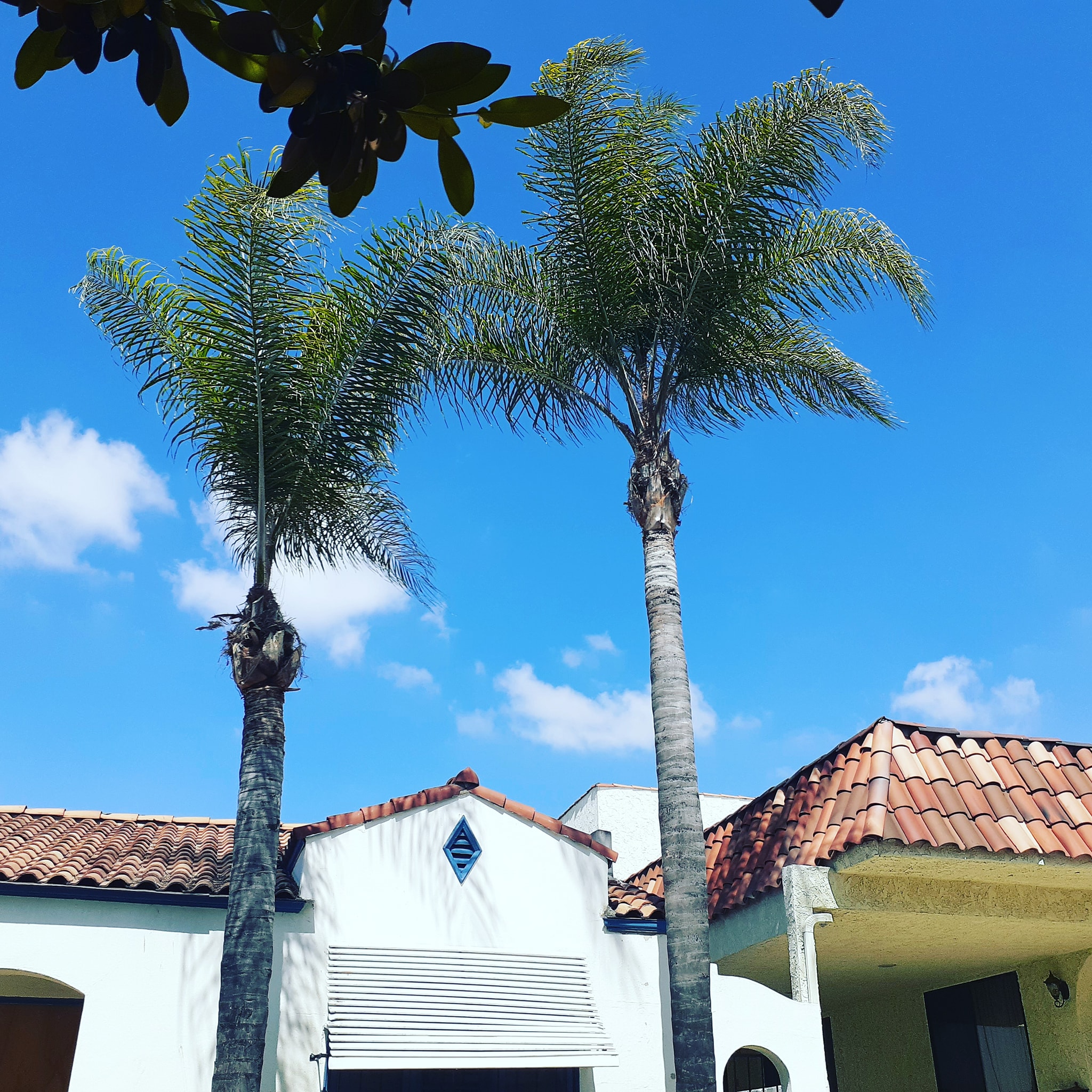 Tree Trimming - tree/tree14.jpg