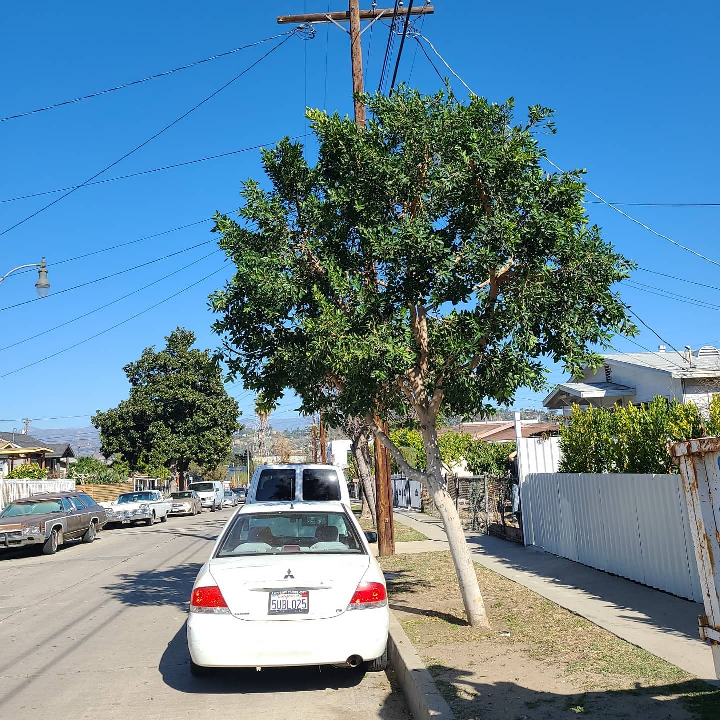 Tree Trimming - tree/tree15.jpg