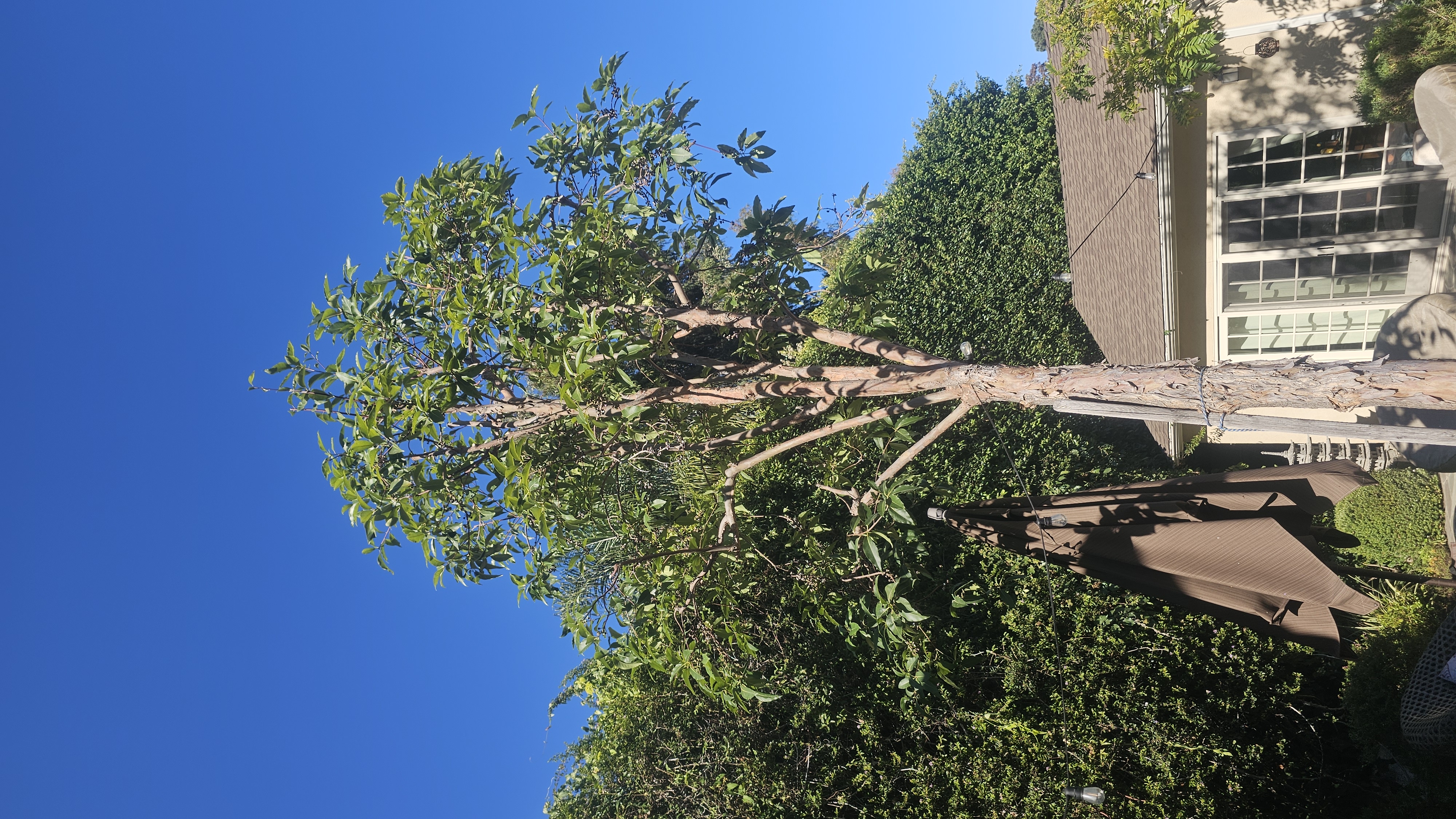 Tree Trimming - tree/tree16.jpg