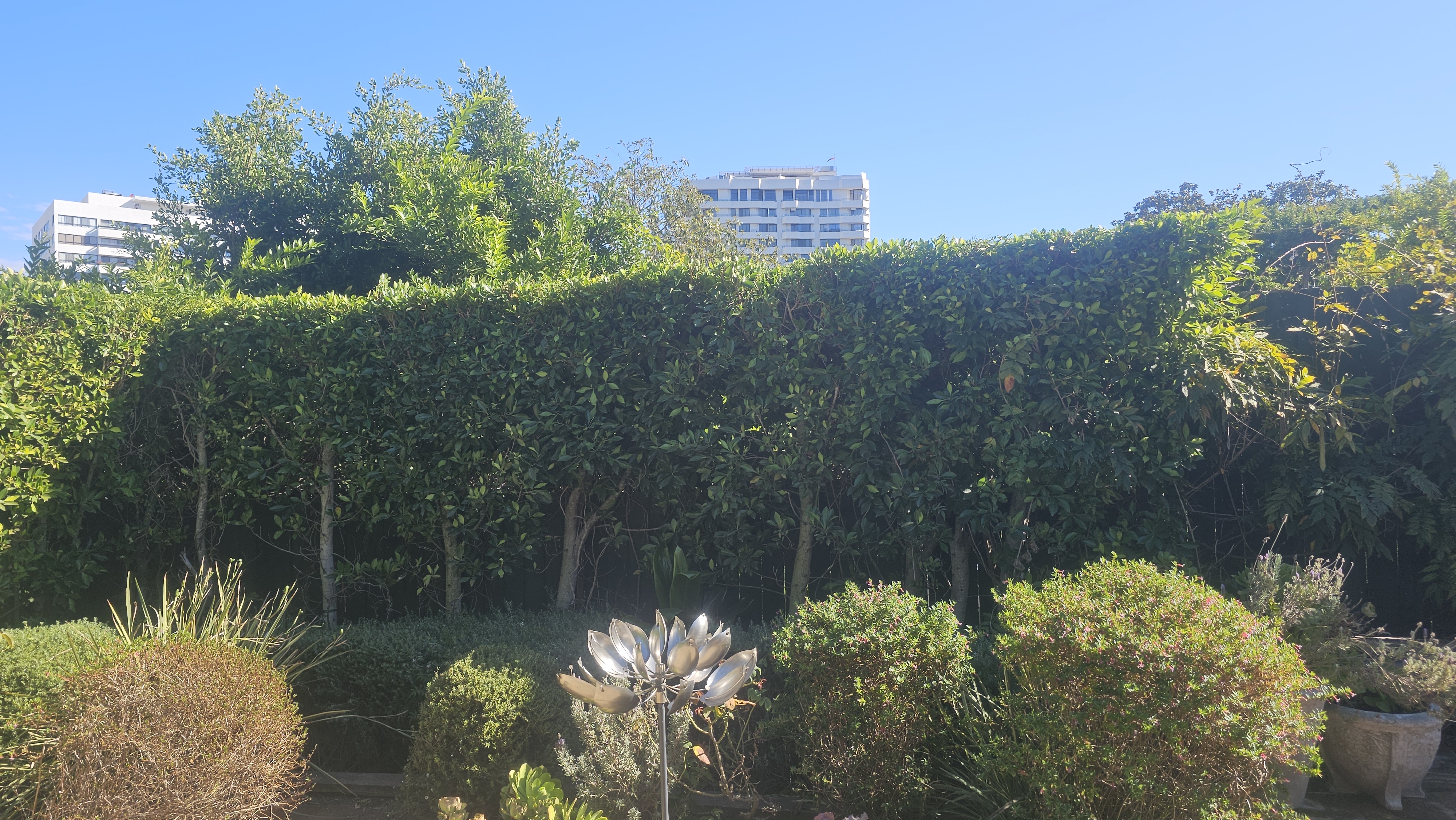 Tree Trimming - tree/tree18.jpg