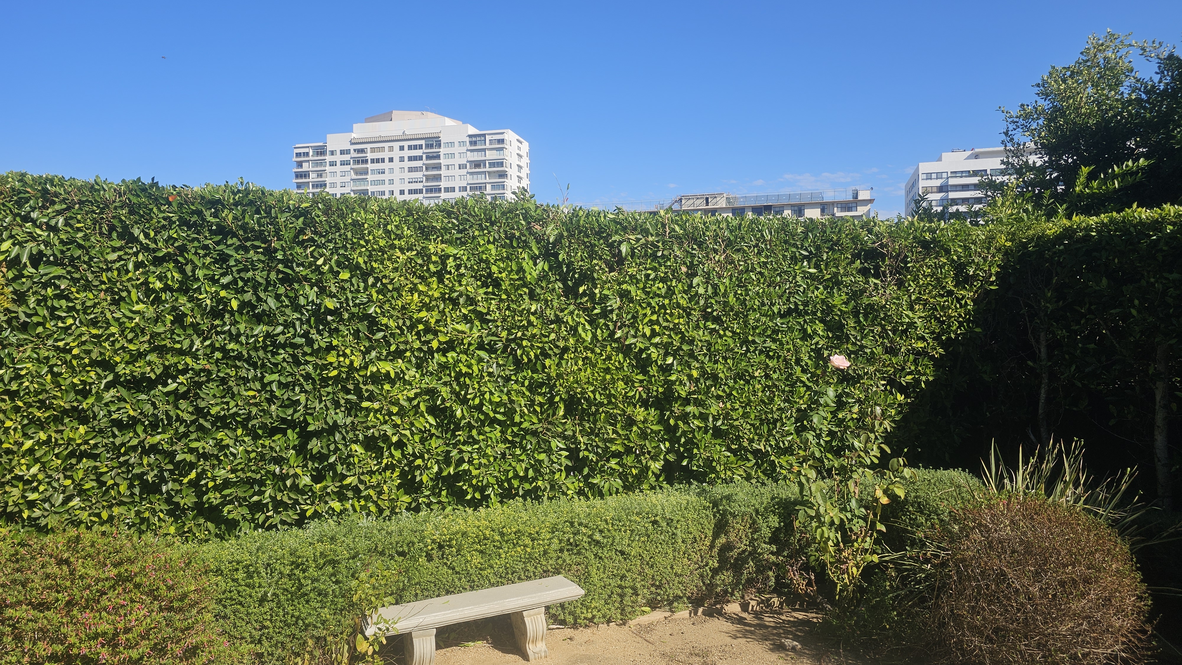 Tree Trimming - tree/tree19.jpg